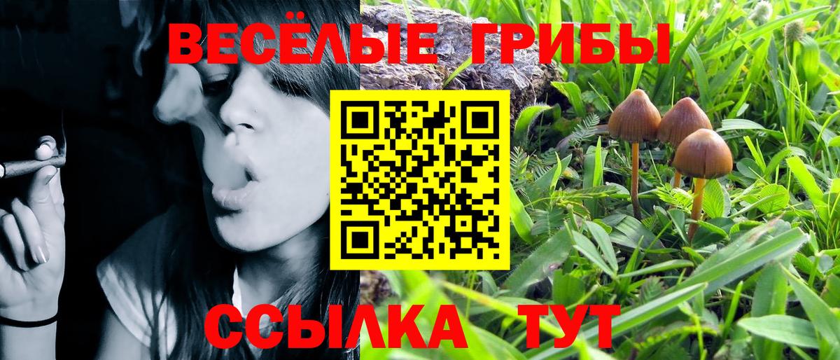 Псилоцибиновые грибы Cubensis Гудермес